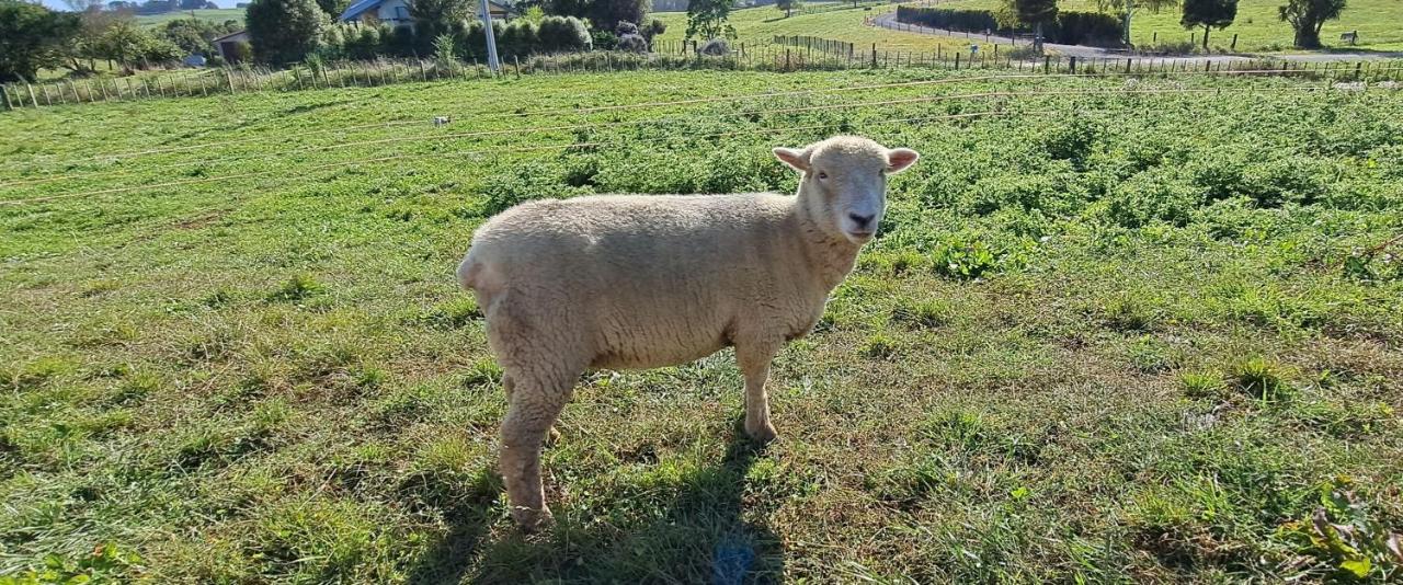 Country Comfort - Only 10 Minutes From Hamilton Cbd エクステリア 写真
